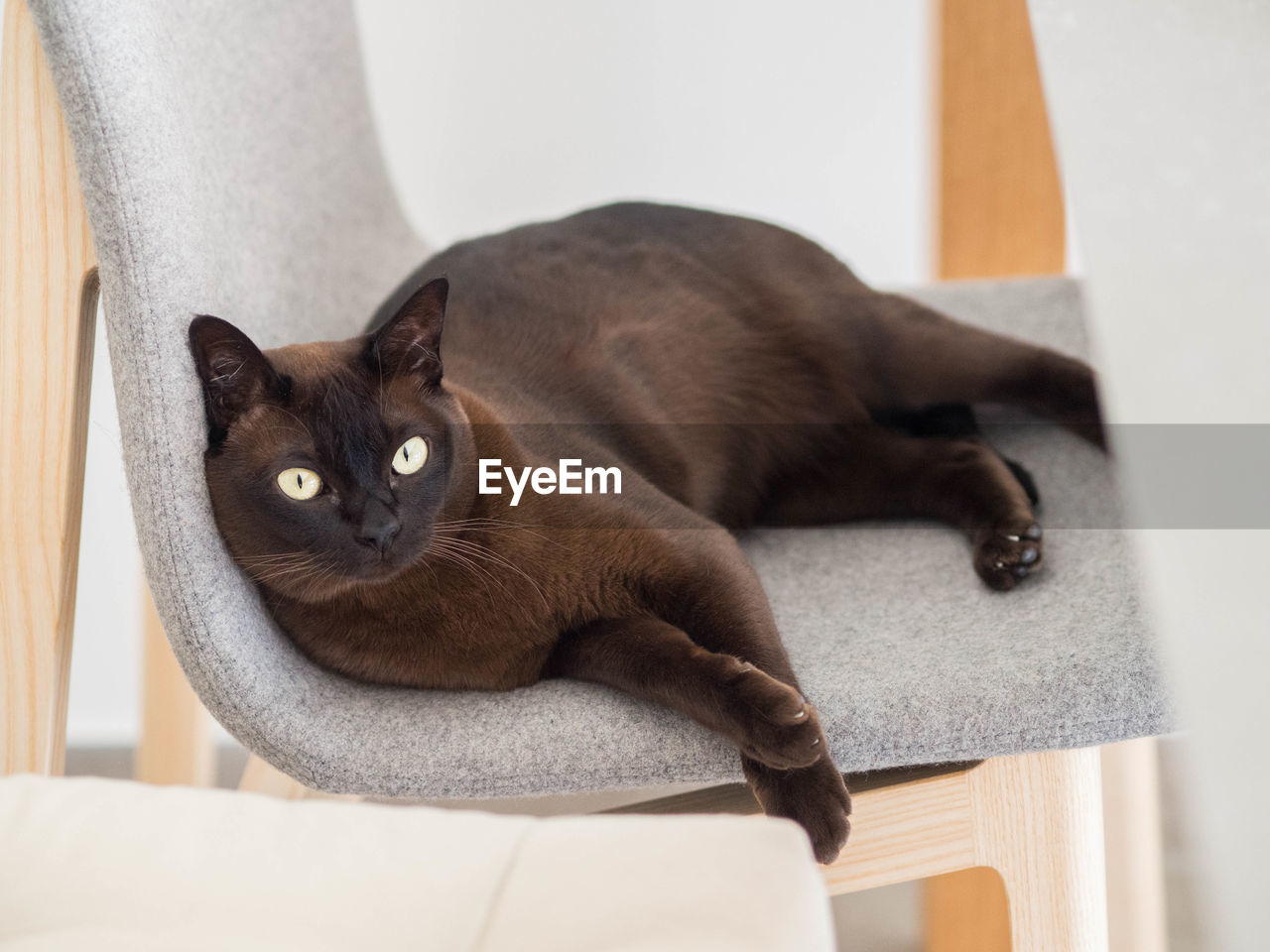 Portrait of cat relaxing on chair at home