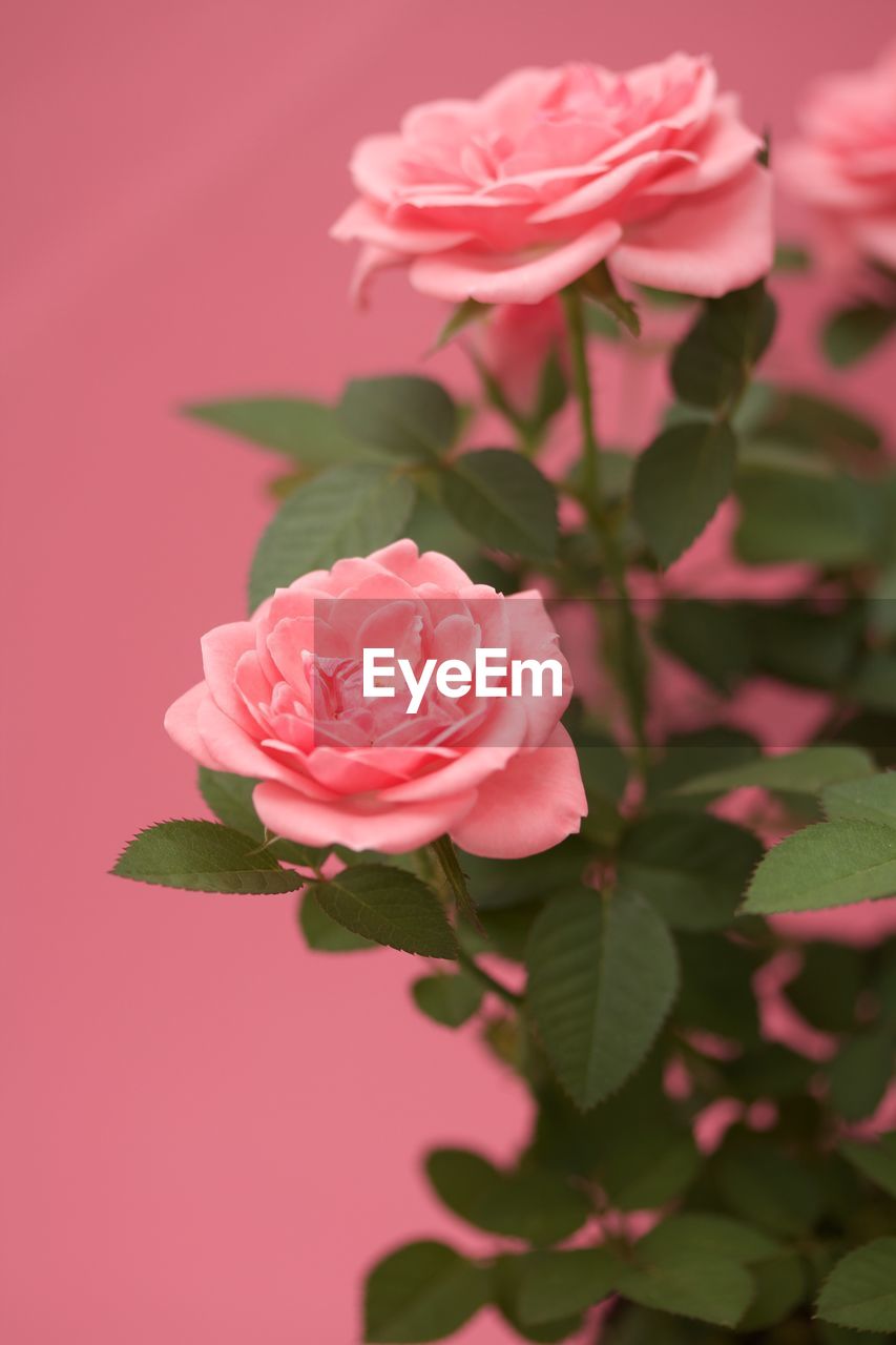 CLOSE-UP OF PINK ROSE