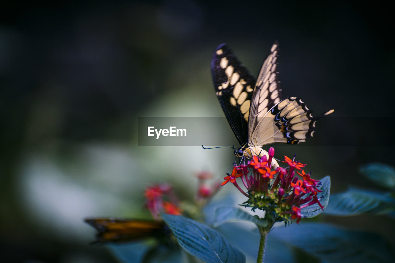 BUTTERFLY POLLINATING ON RED FLOWER