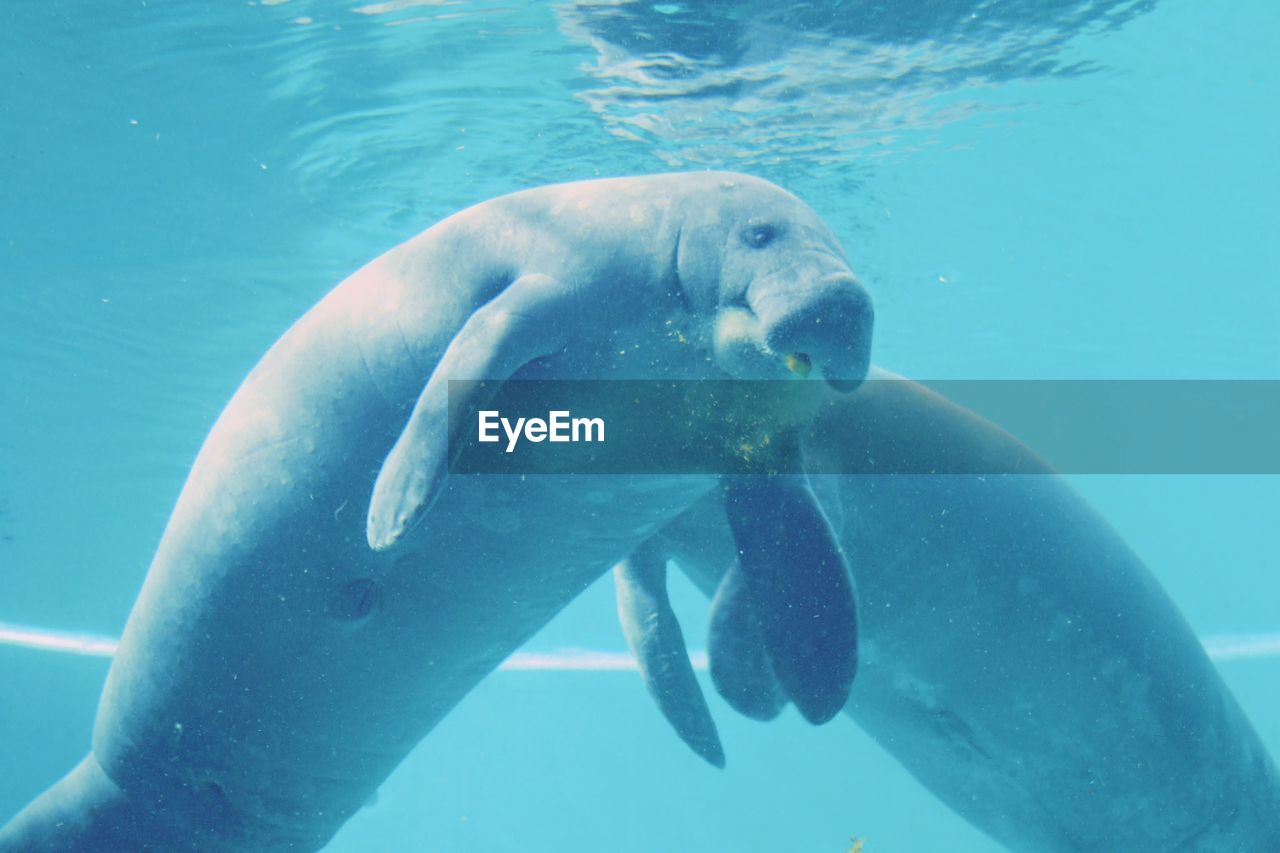 Close-up of dugong in swimming pool