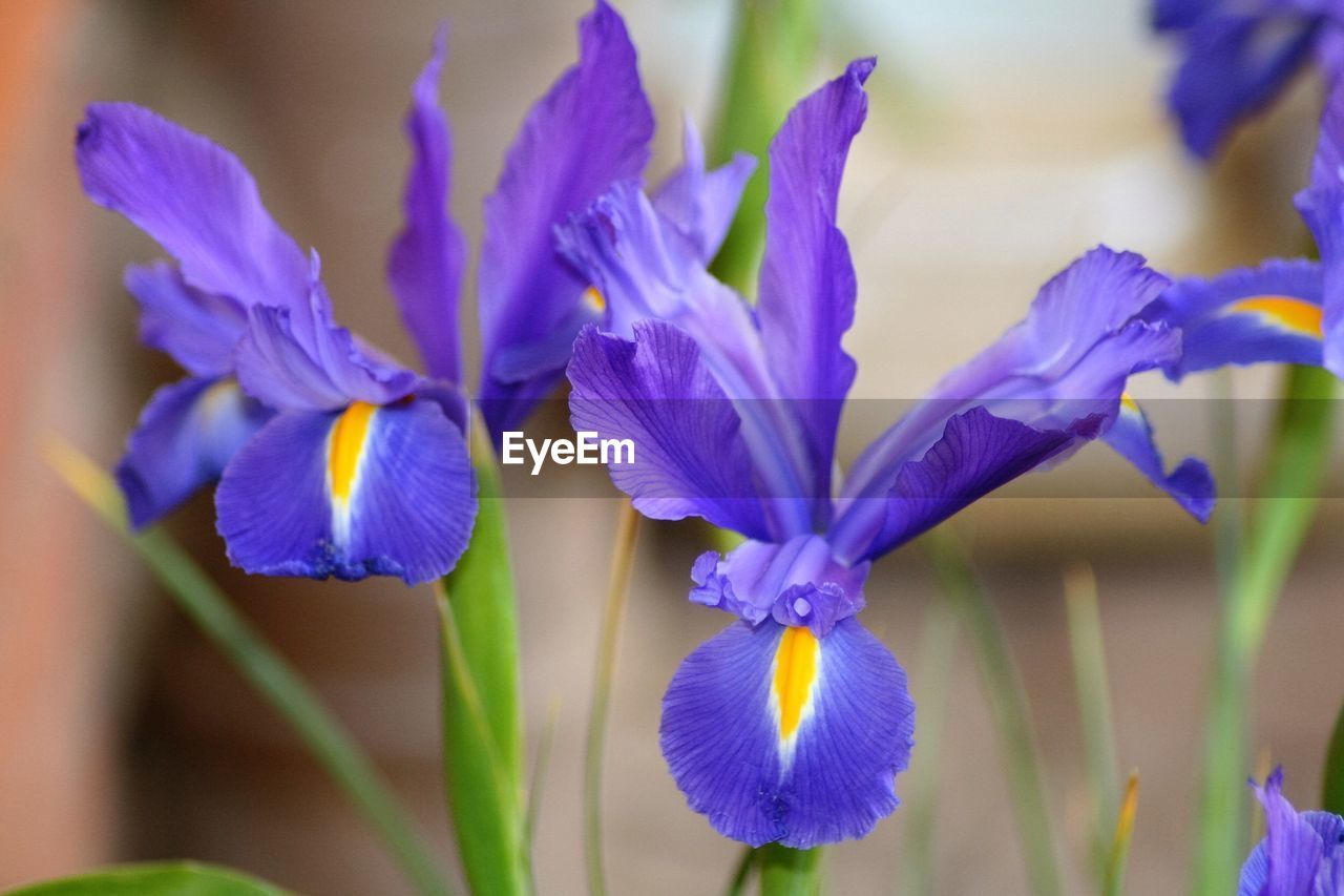 Close-up of purple flowers blooming in field