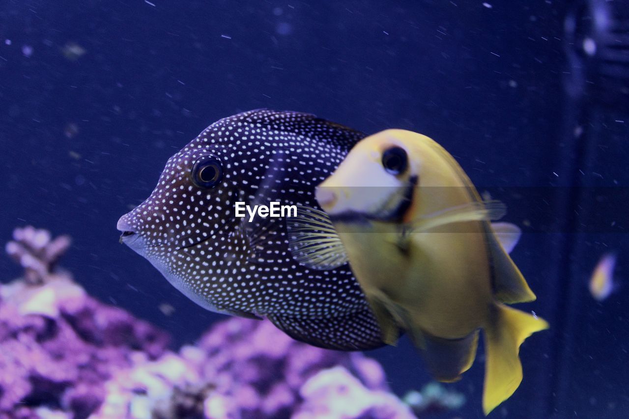 Close-up of fish swimming in sea