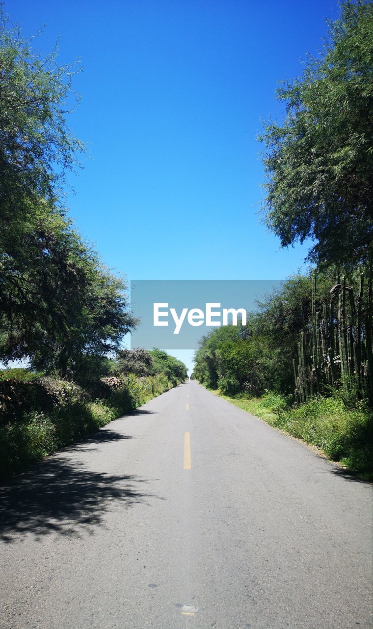 EMPTY ROAD ALONG TREES