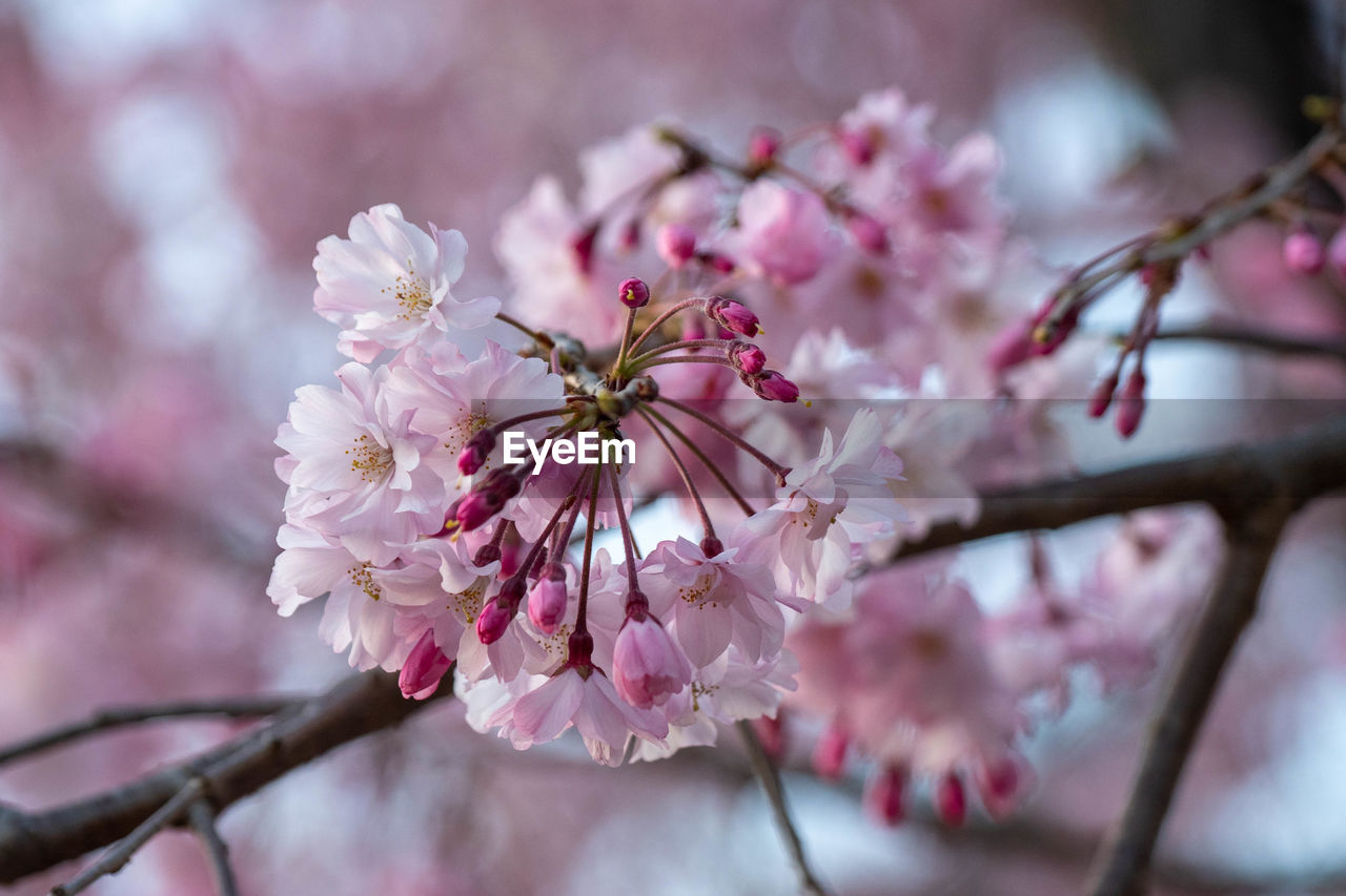 plant, flower, flowering plant, blossom, freshness, beauty in nature, fragility, springtime, tree, pink, growth, branch, nature, cherry blossom, spring, close-up, produce, cherry, food, flower head, inflorescence, petal, no people, cherry tree, outdoors, botany, focus on foreground, twig, day, selective focus, fruit tree, pollen, almond tree, food and drink, almond, stamen