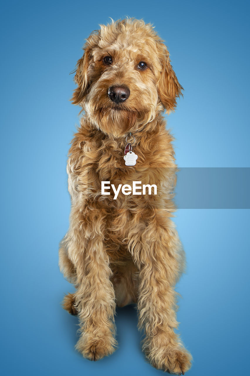 Close-up of dog against blue background