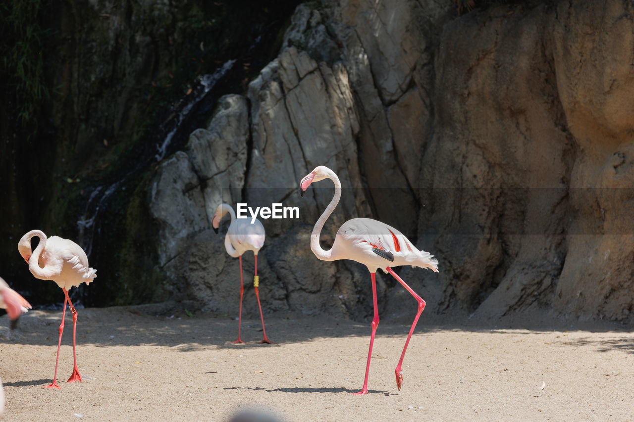 Group of flamingos, a type of wading bird in the family phoenicopteridae in a natural area.