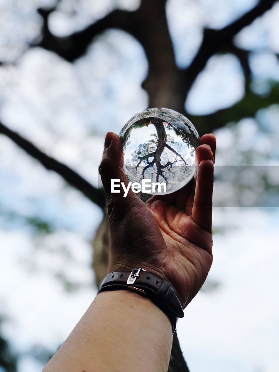 Close-up of person holding crystal ball against tree and sky