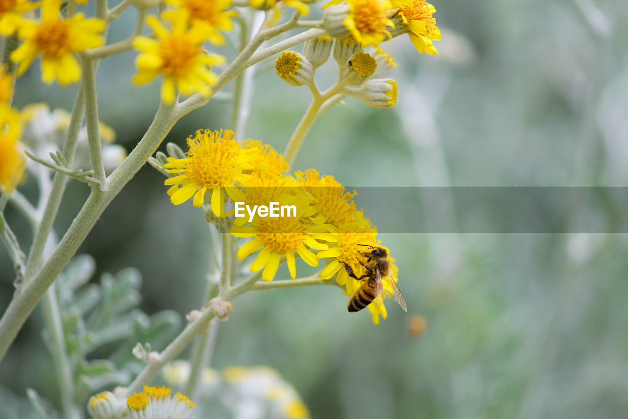 Close-up of bee pollinating yellow flower