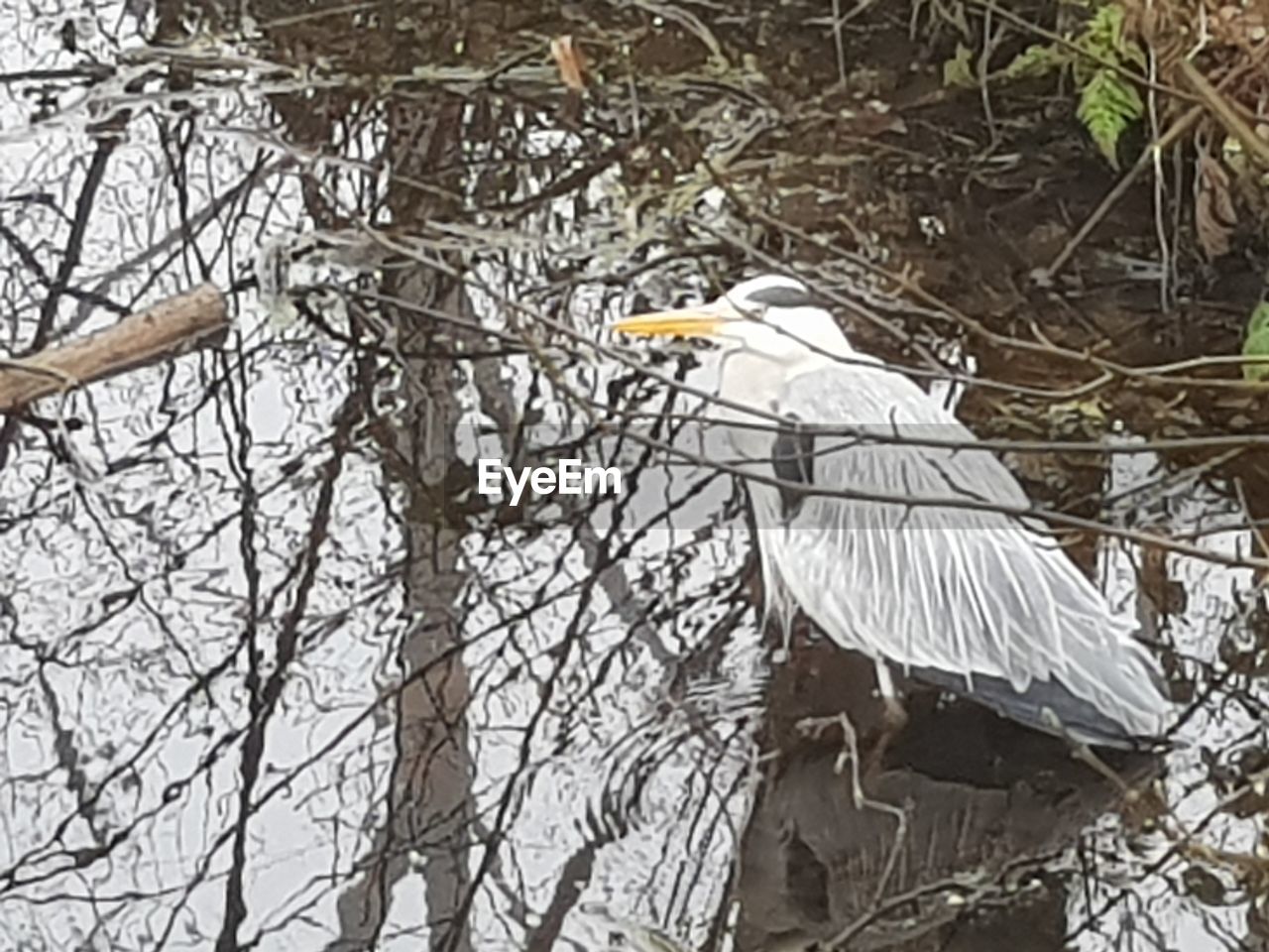 HIGH ANGLE VIEW OF GRAY HERON ON TREE