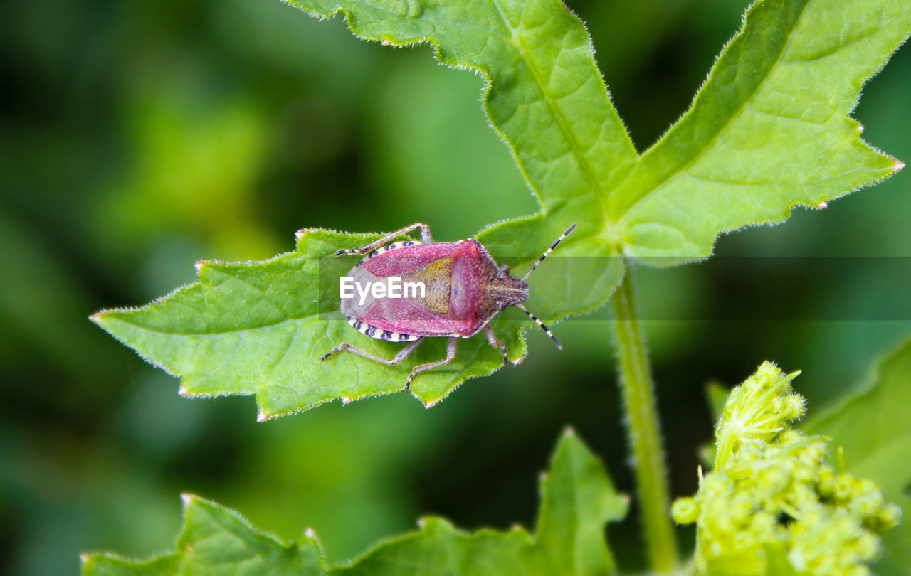 Close-up of green leaves and insect