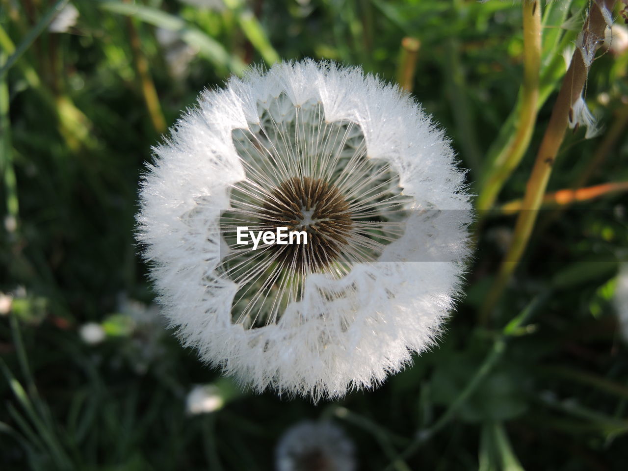 Close-up of dandelion flower