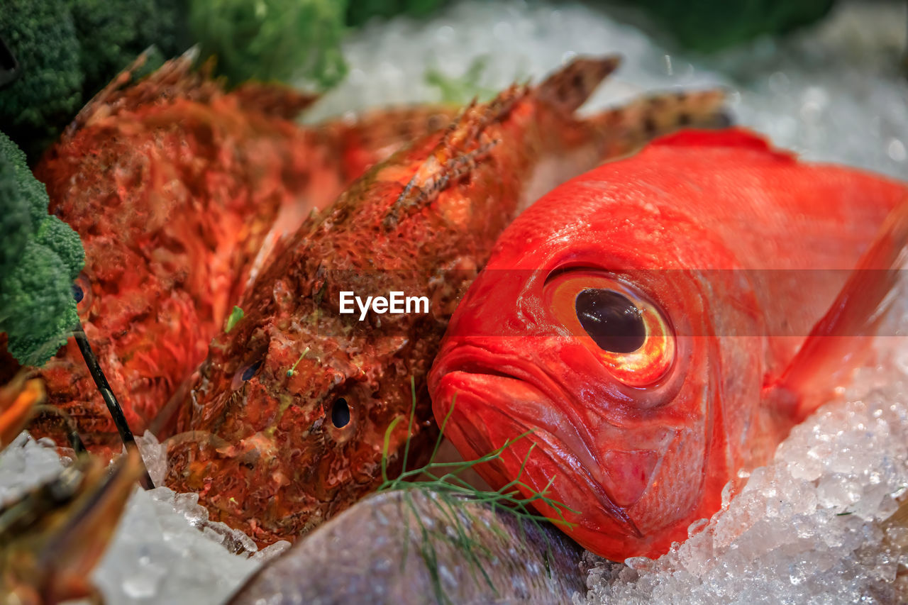 close-up of fish in sea