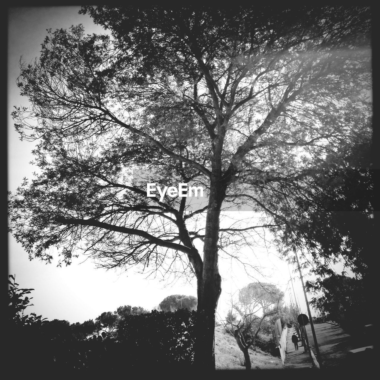 Low angle view of trees against clear sky