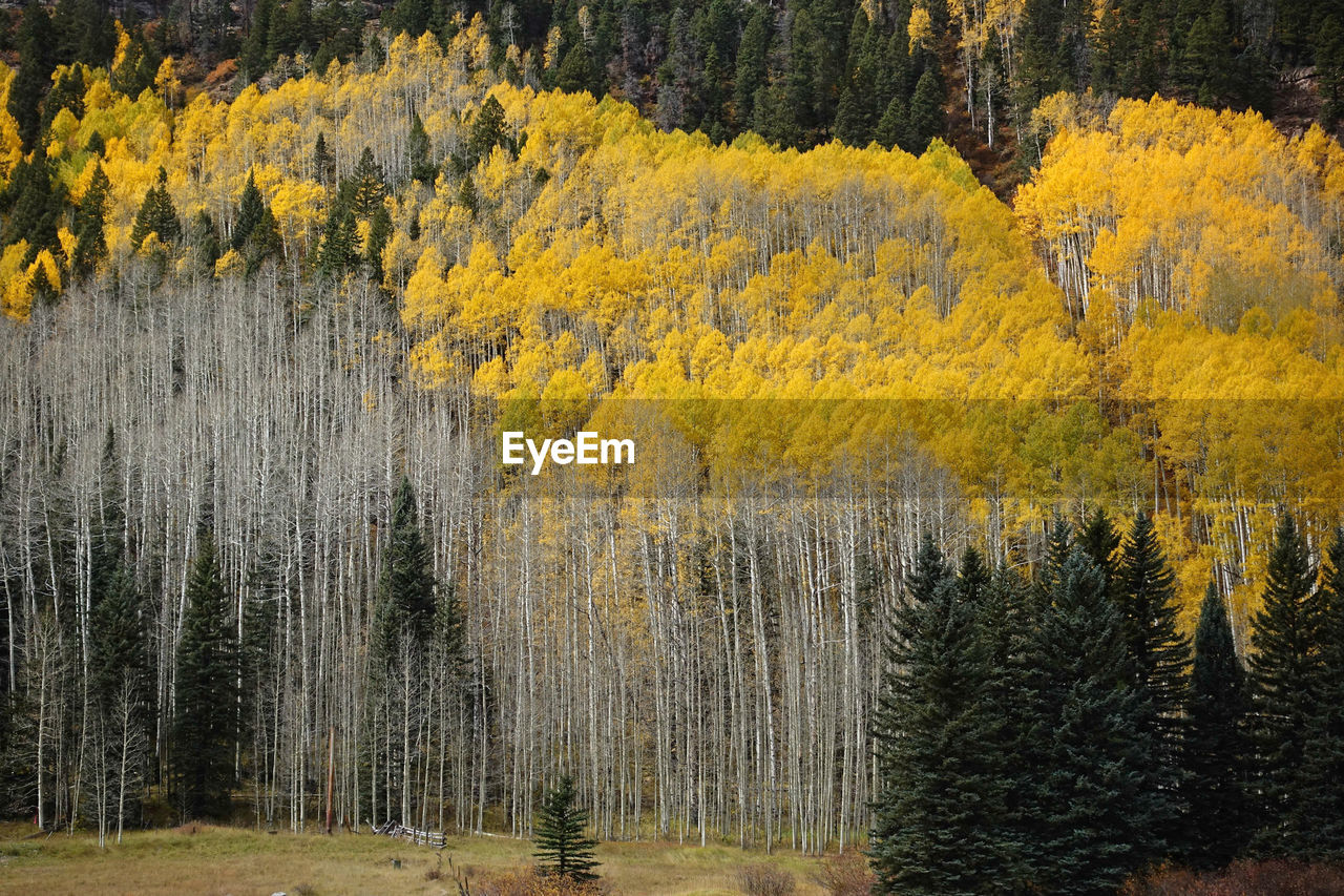 Yellow colored aspen in the rocky mountains