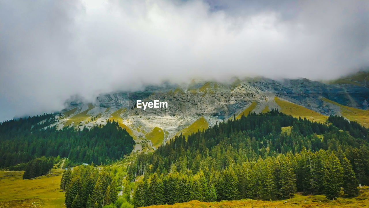 Trees growing by mountains against cloudy sky