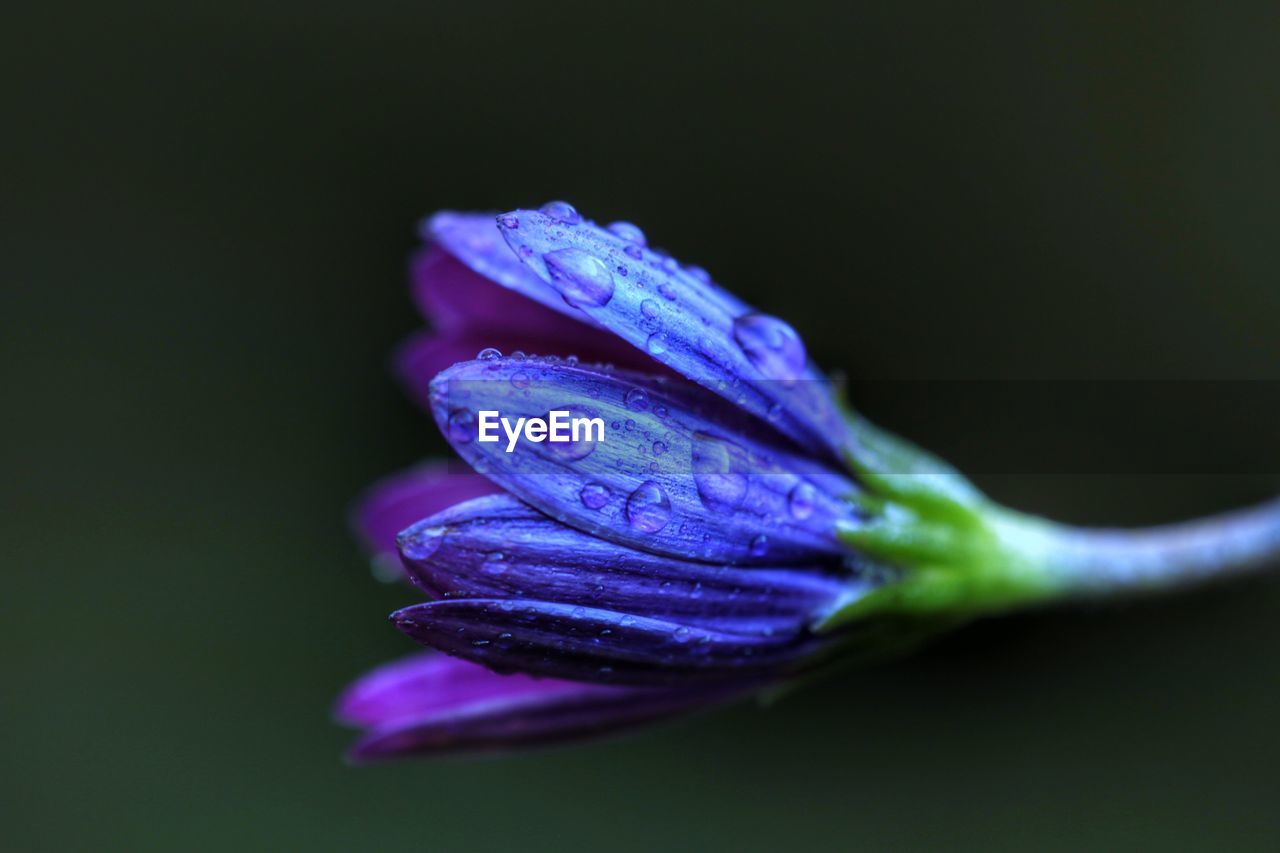 Close-up of purple iris flower against black background