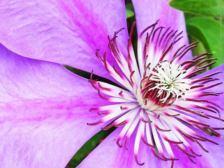 MACRO SHOT OF PINK FLOWER