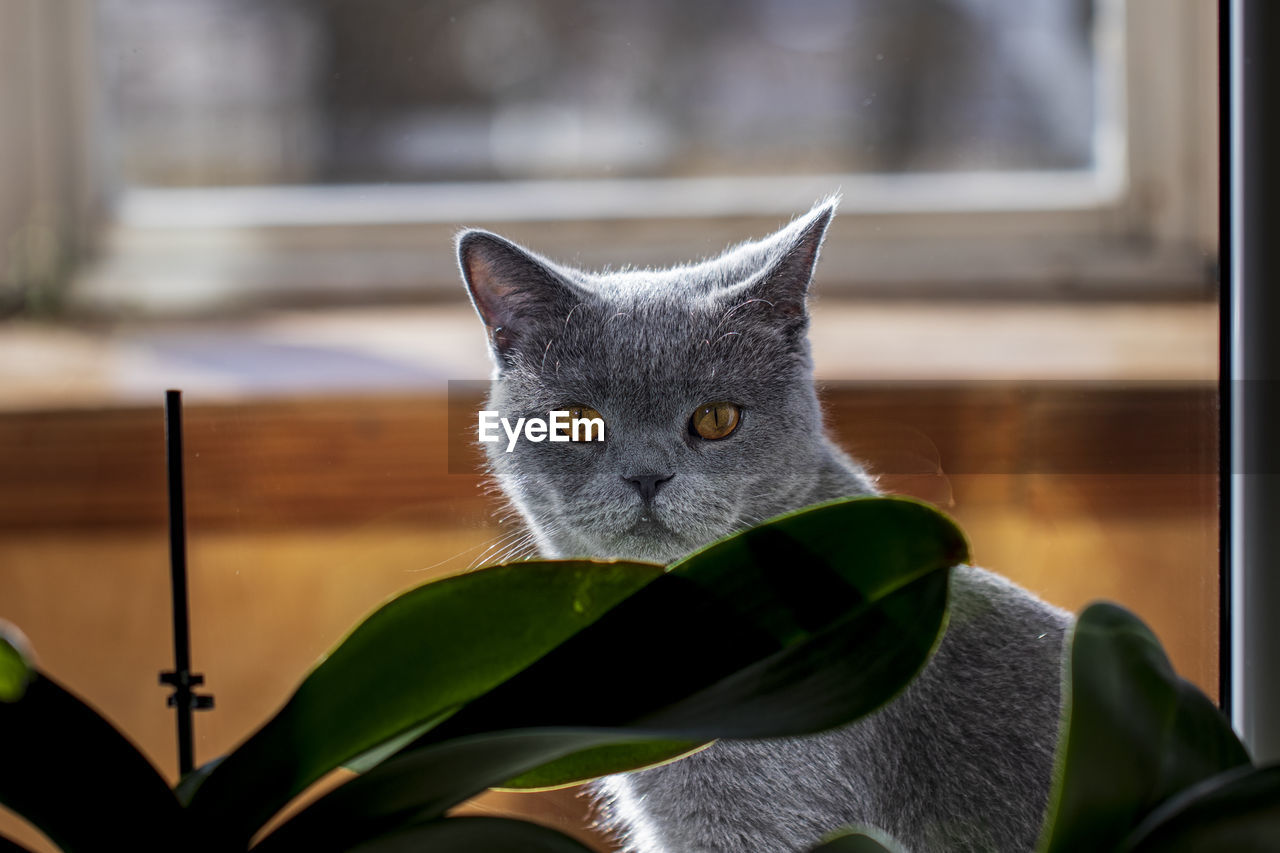 Photo of a british cat sitting on a window sill