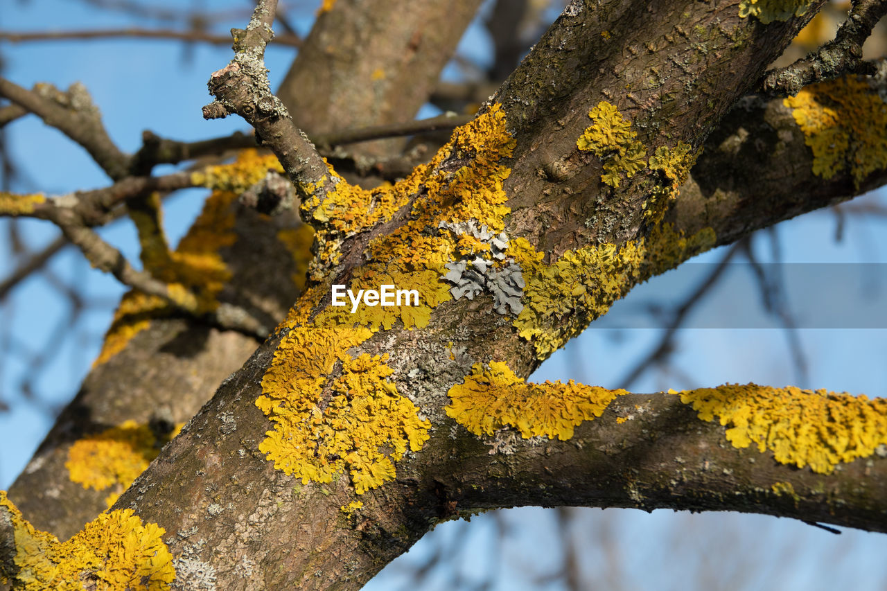 CLOSE-UP OF LICHEN ON BRANCH