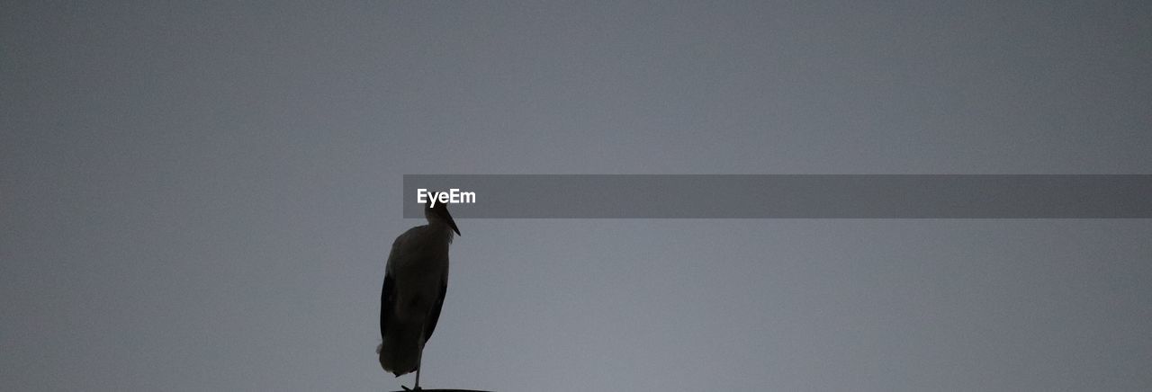 LOW ANGLE VIEW OF BIRD PERCHING ON A SILHOUETTE OF A TREE