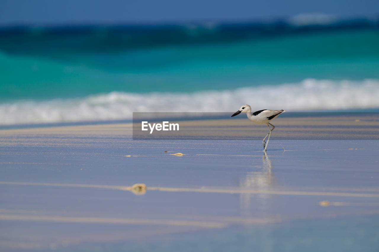 water, sea, ocean, animal wildlife, animal themes, animal, wildlife, shore, wave, reflection, bird, blue, coast, sand, one animal, nature, sky, horizon, no people, beach, beauty in nature, land, day, seabird, cloud, selective focus, tranquility, outdoors, wind wave, motion, horizon over water, gull, morning, scenics - nature