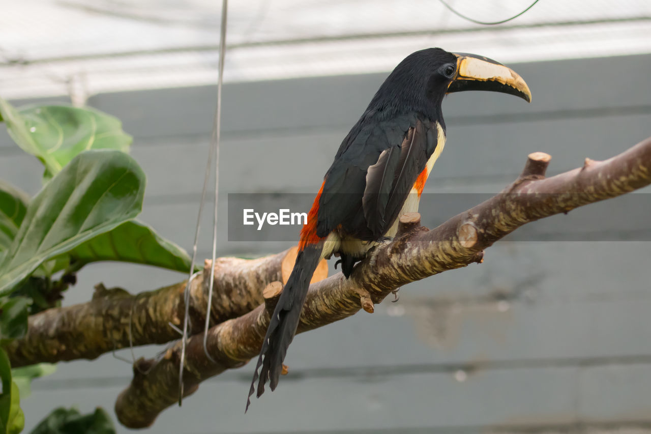 CLOSE-UP OF BIRD PERCHING OUTDOORS