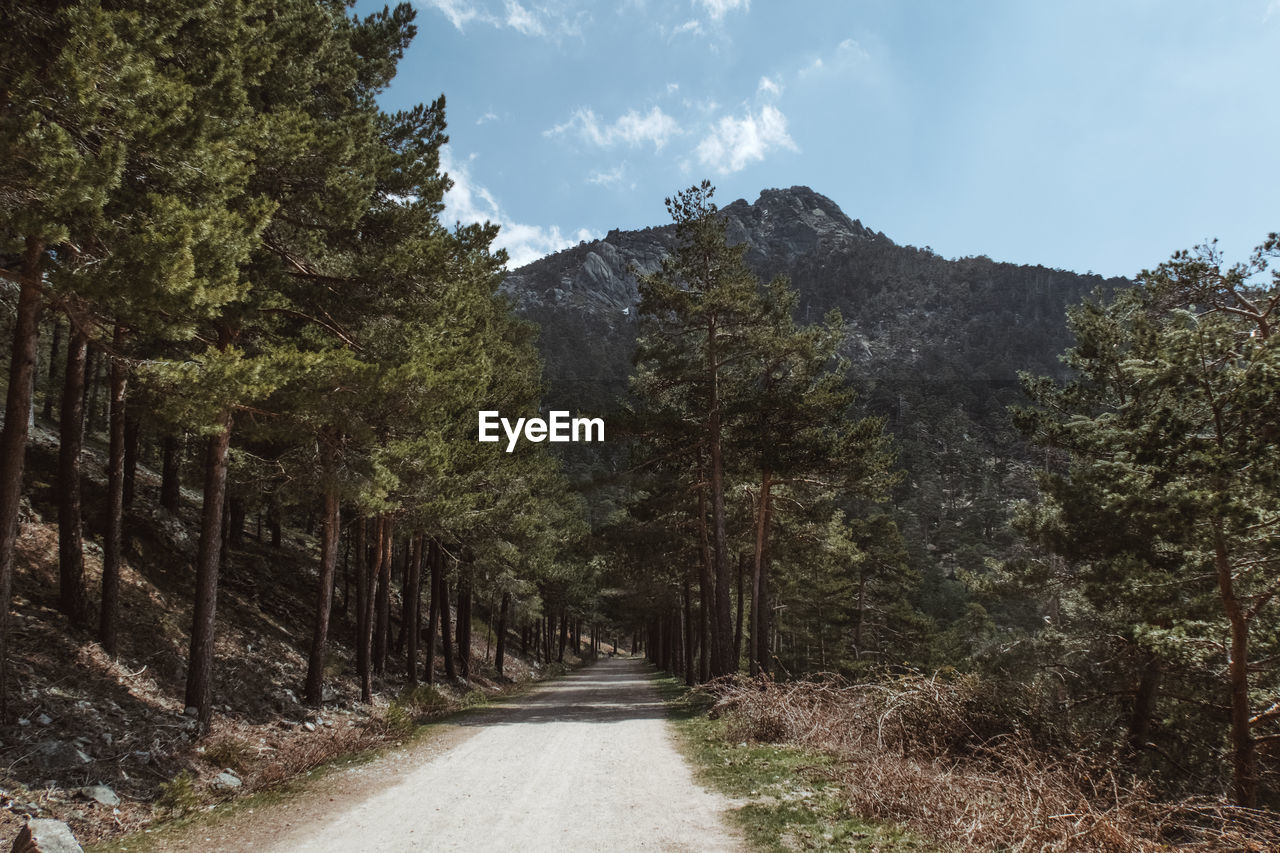 Road amidst trees in forest against sky