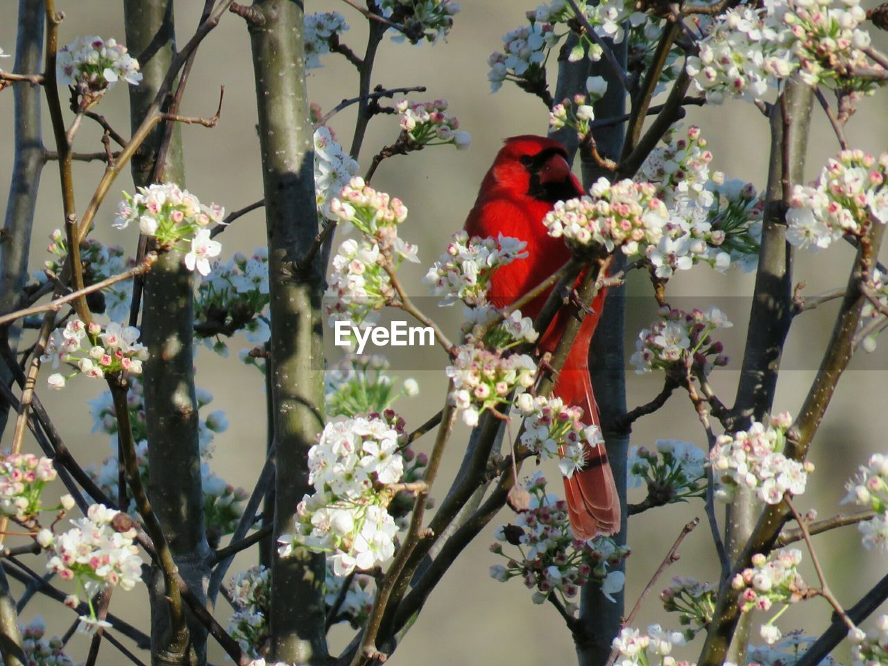 Cardinal perching on flowering tree