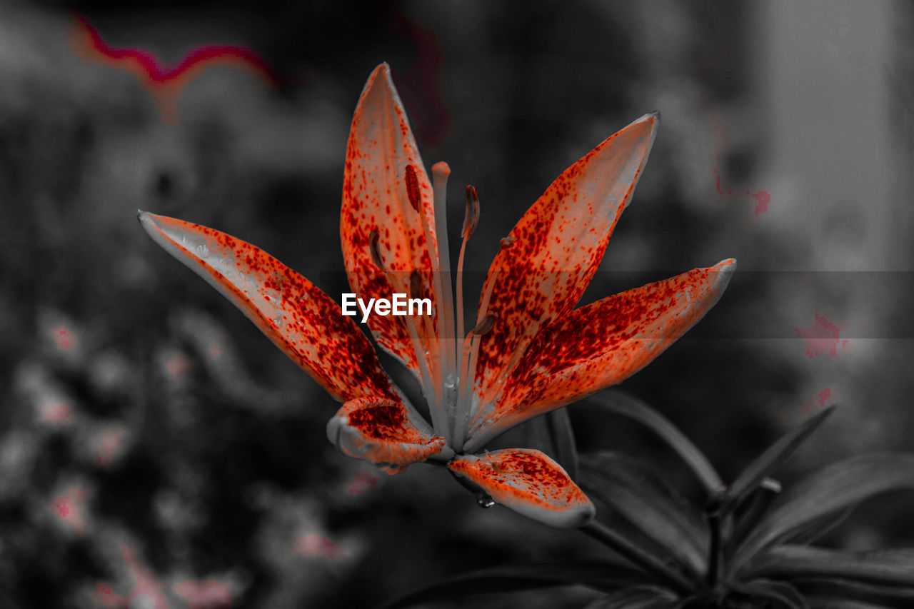 CLOSE-UP OF RED FLOWER