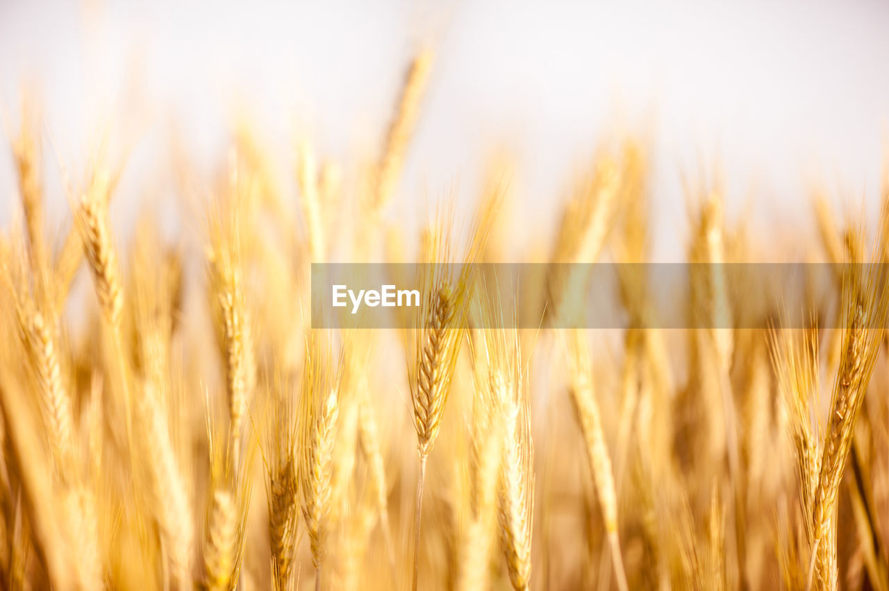 Wheat field against sky