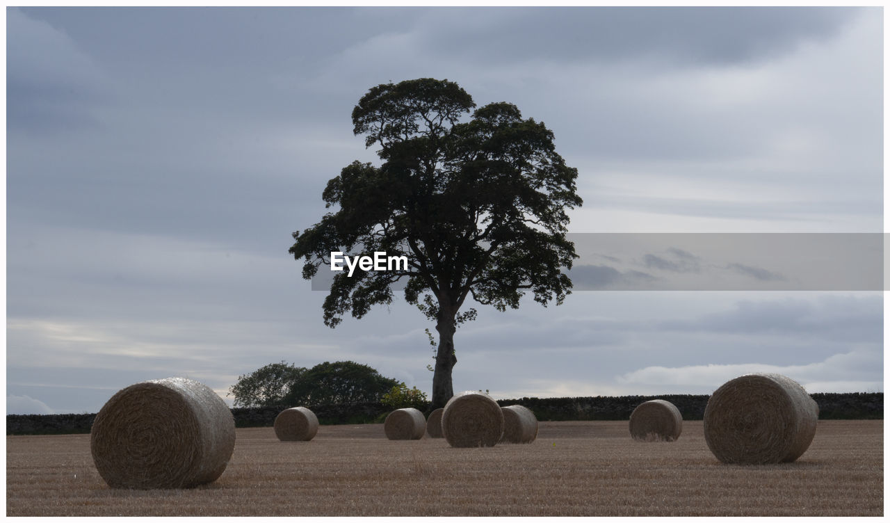 HAY BALES IN FIELD AGAINST SKY