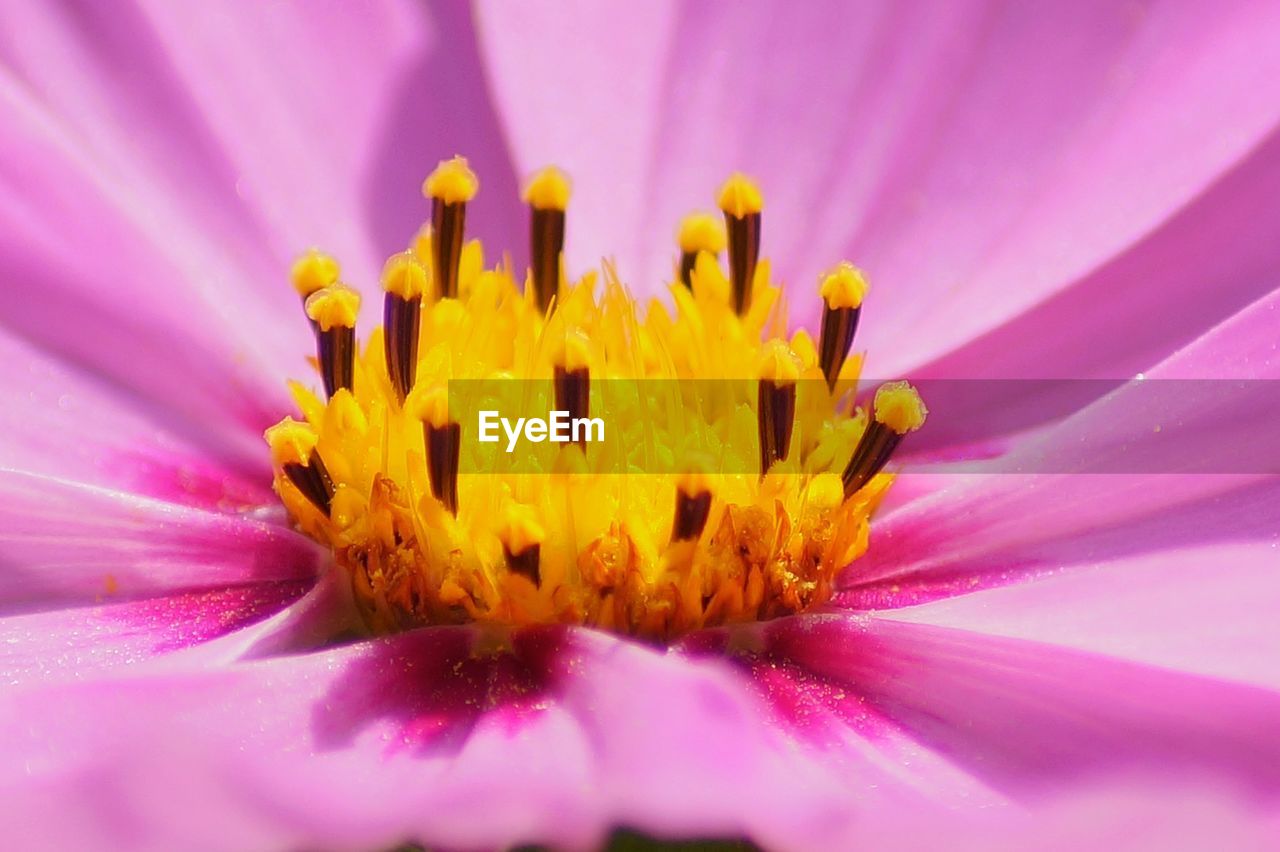 CLOSE-UP OF PURPLE FLOWER