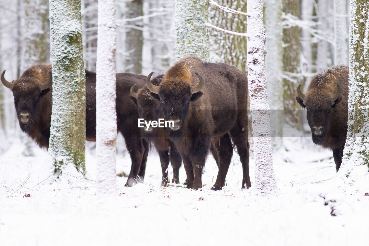 VIEW OF ANIMALS IN FOREST