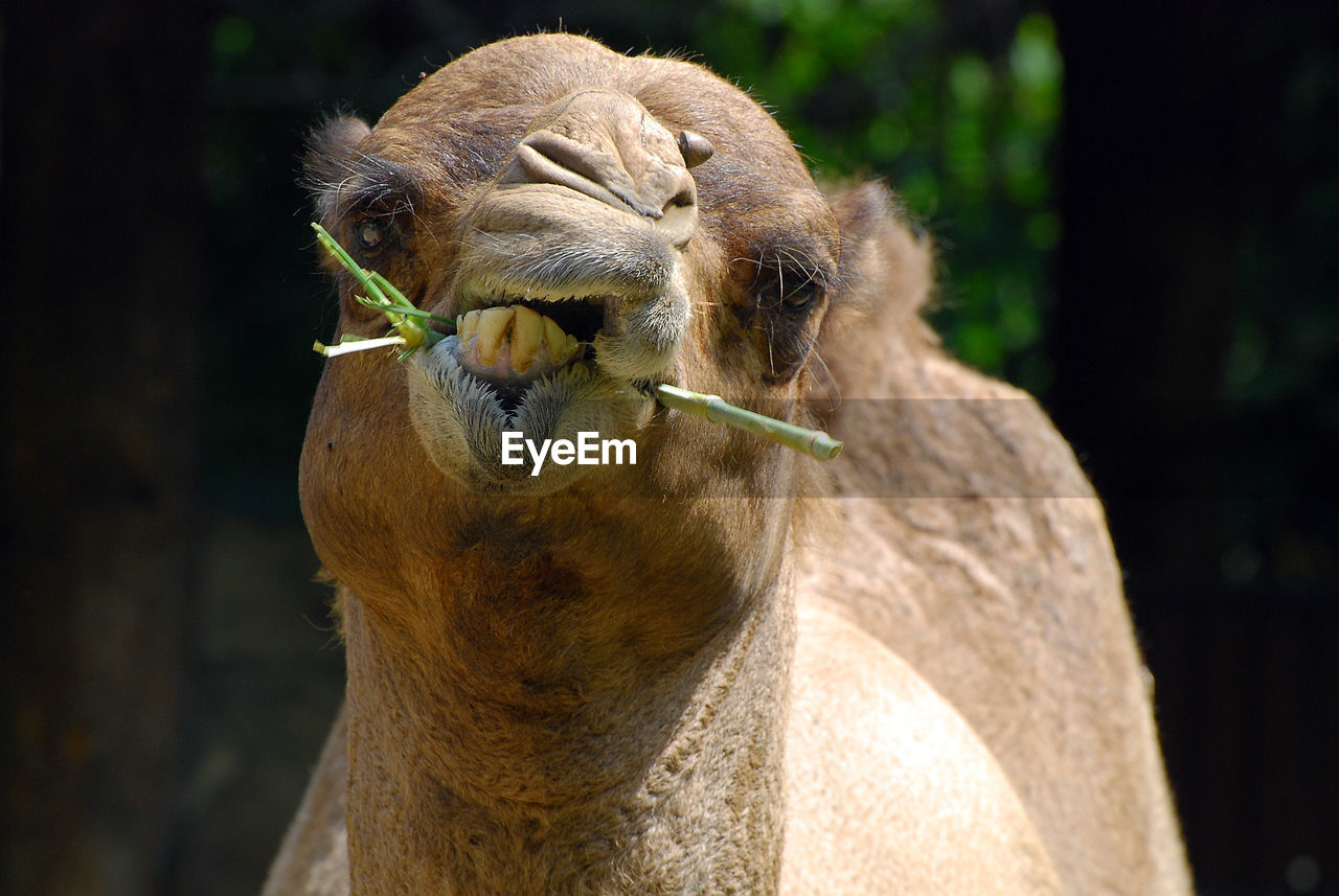 Close-up of camel eating food