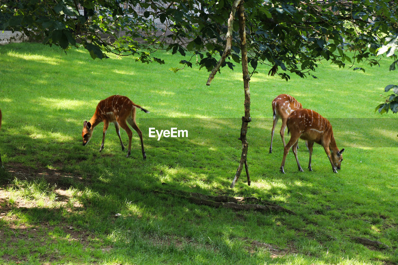 Deer grazing in a field