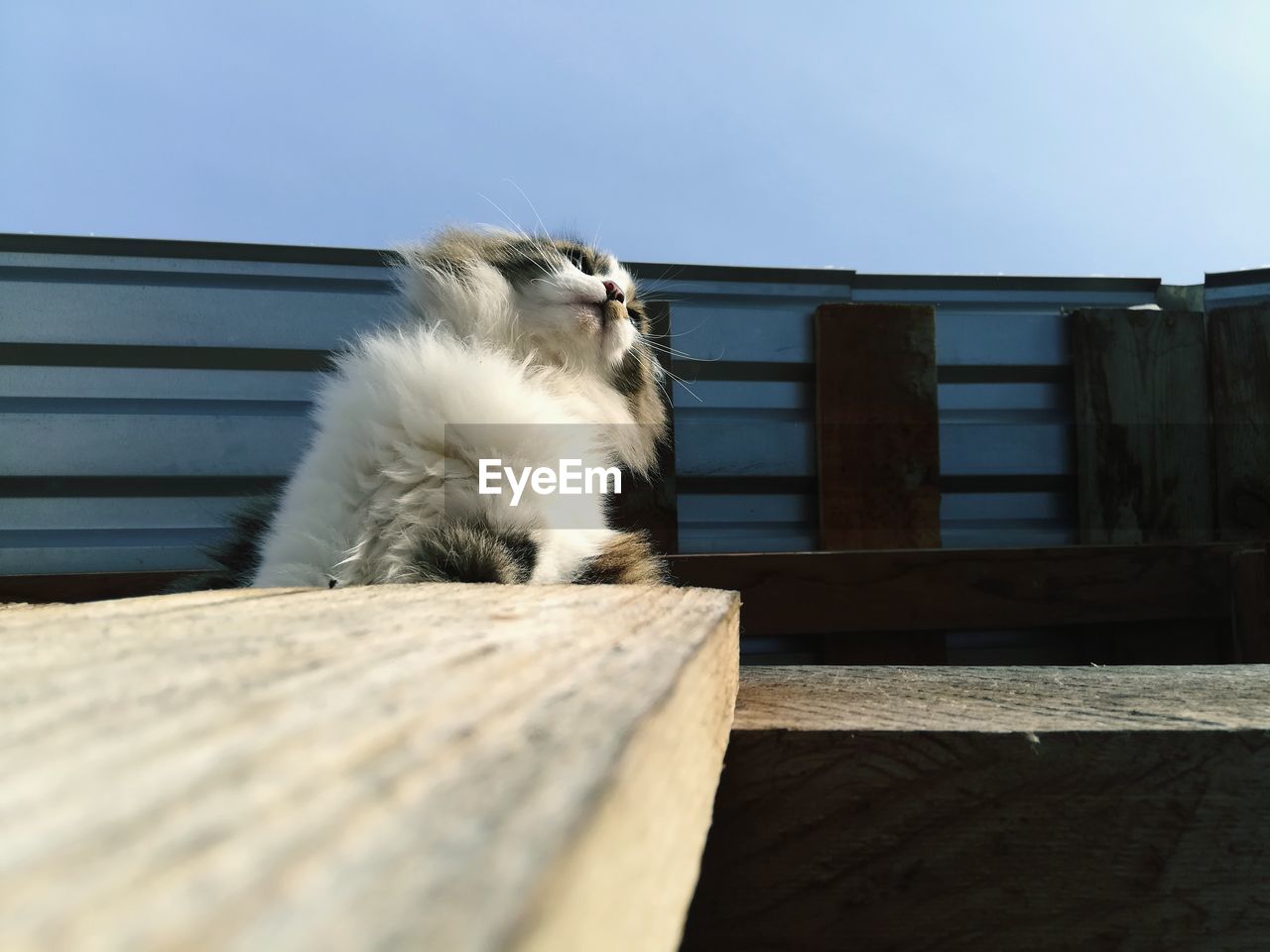 Cat looking away while standing on railing against sky