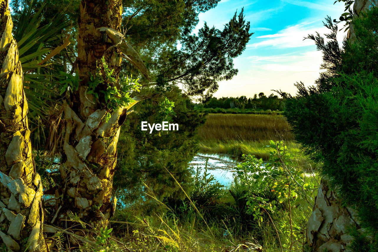 SCENIC VIEW OF LAKE AMIDST TREES AGAINST SKY