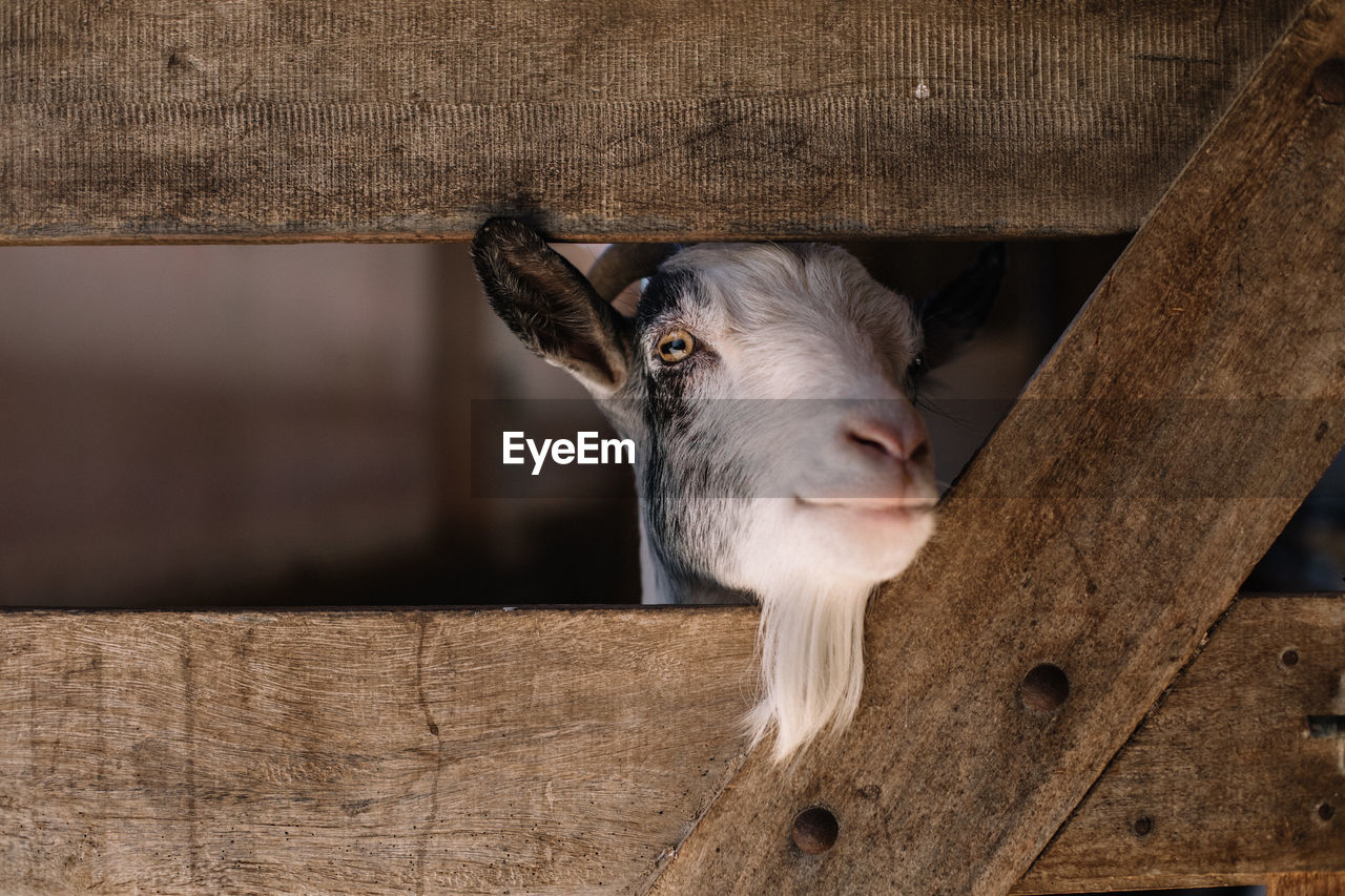 Close-up of goat looking through wooden fence