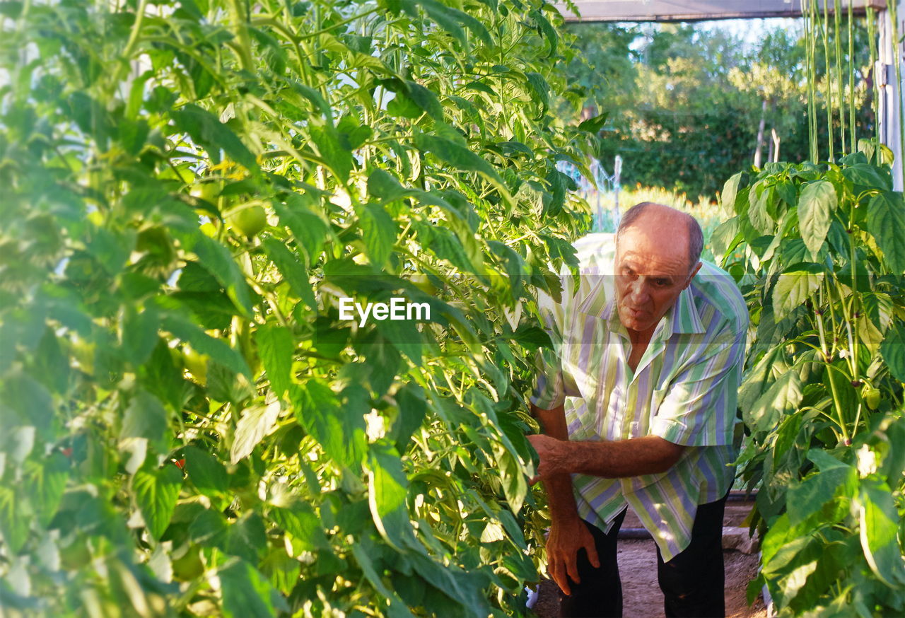 Senior man bending in greenhouse