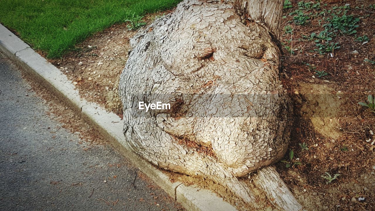 CLOSE-UP OF TREE