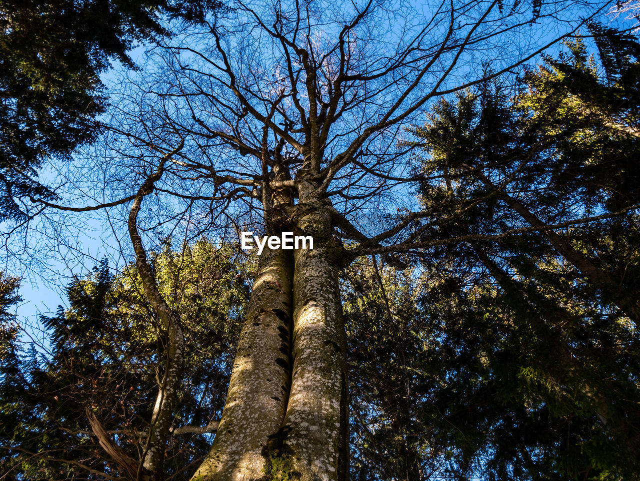 LOW ANGLE VIEW OF TREE AGAINST CLEAR SKY