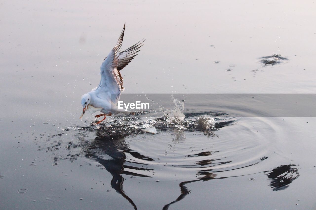 High angle view of bird swimming over lake