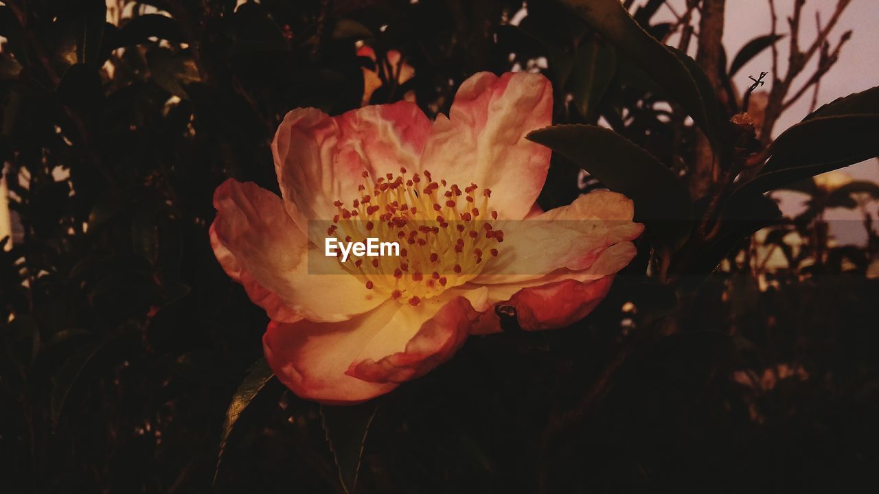 CLOSE-UP OF FLOWER AGAINST BLURRED BACKGROUND