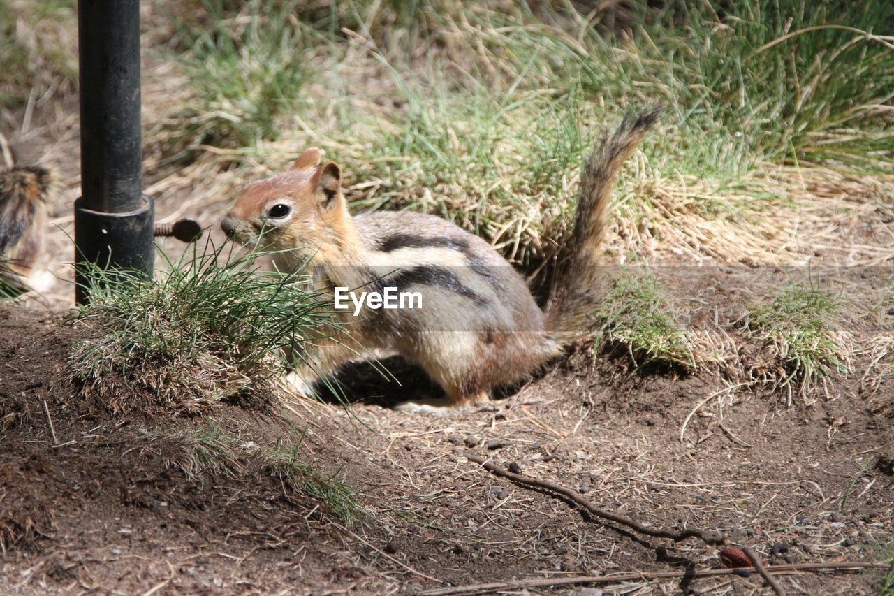 animal, animal themes, animal wildlife, mammal, one animal, wildlife, squirrel, rodent, chipmunk, nature, no people, land, plant, day, outdoors, grass, field