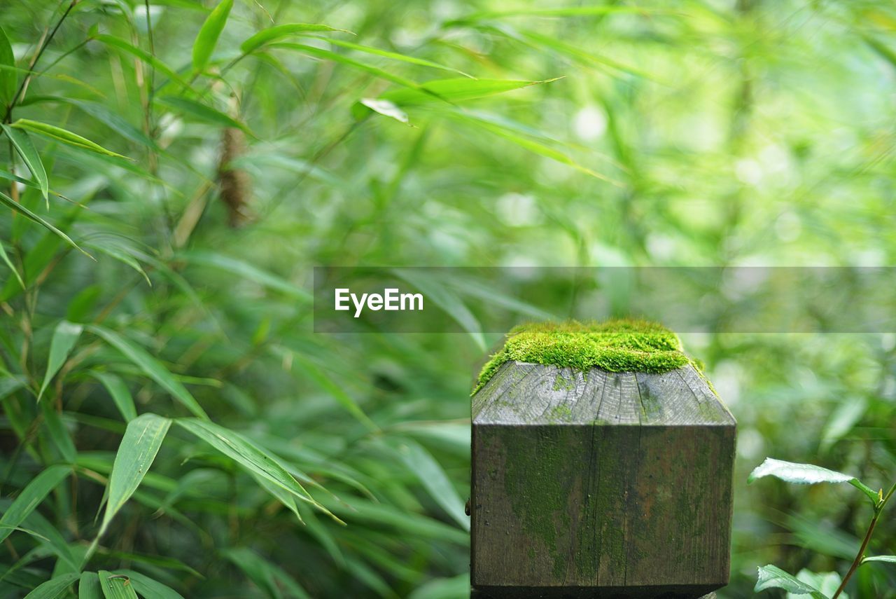 Close-up of wooden post