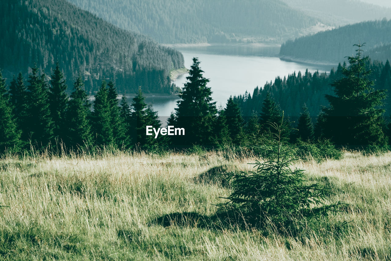 Scenic view of trees on field and mountain