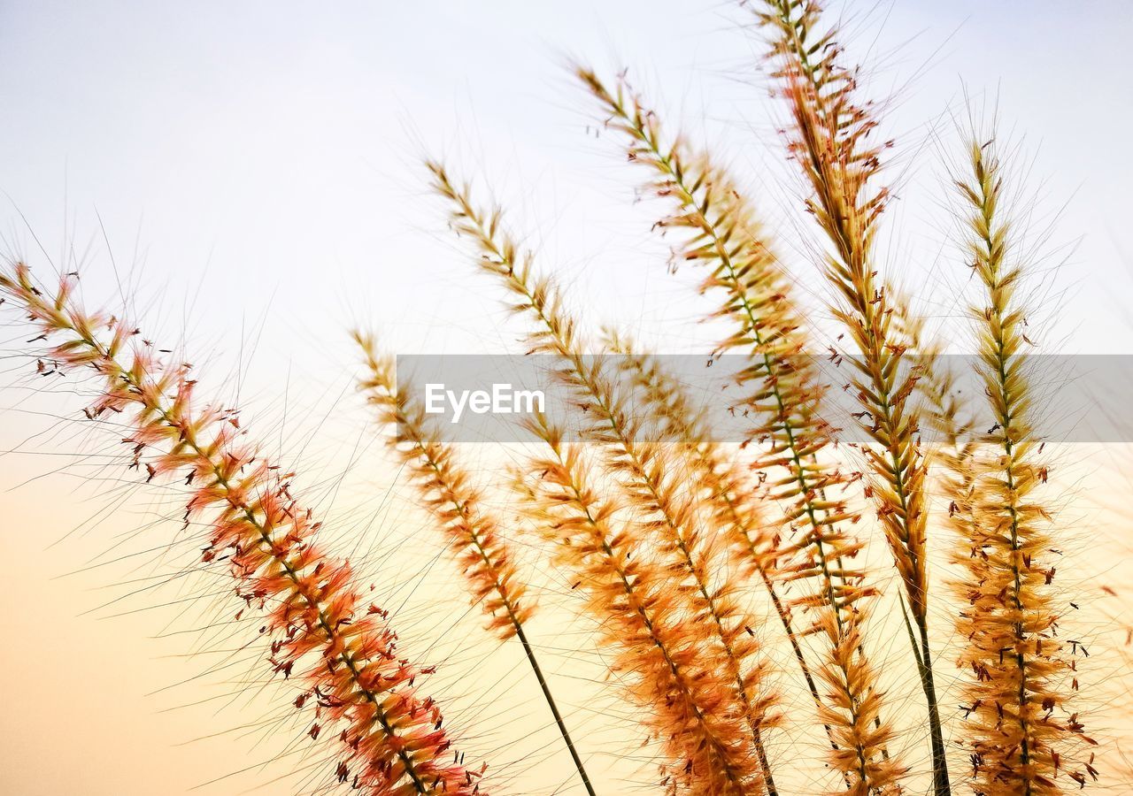 Low angle view of crops against sky