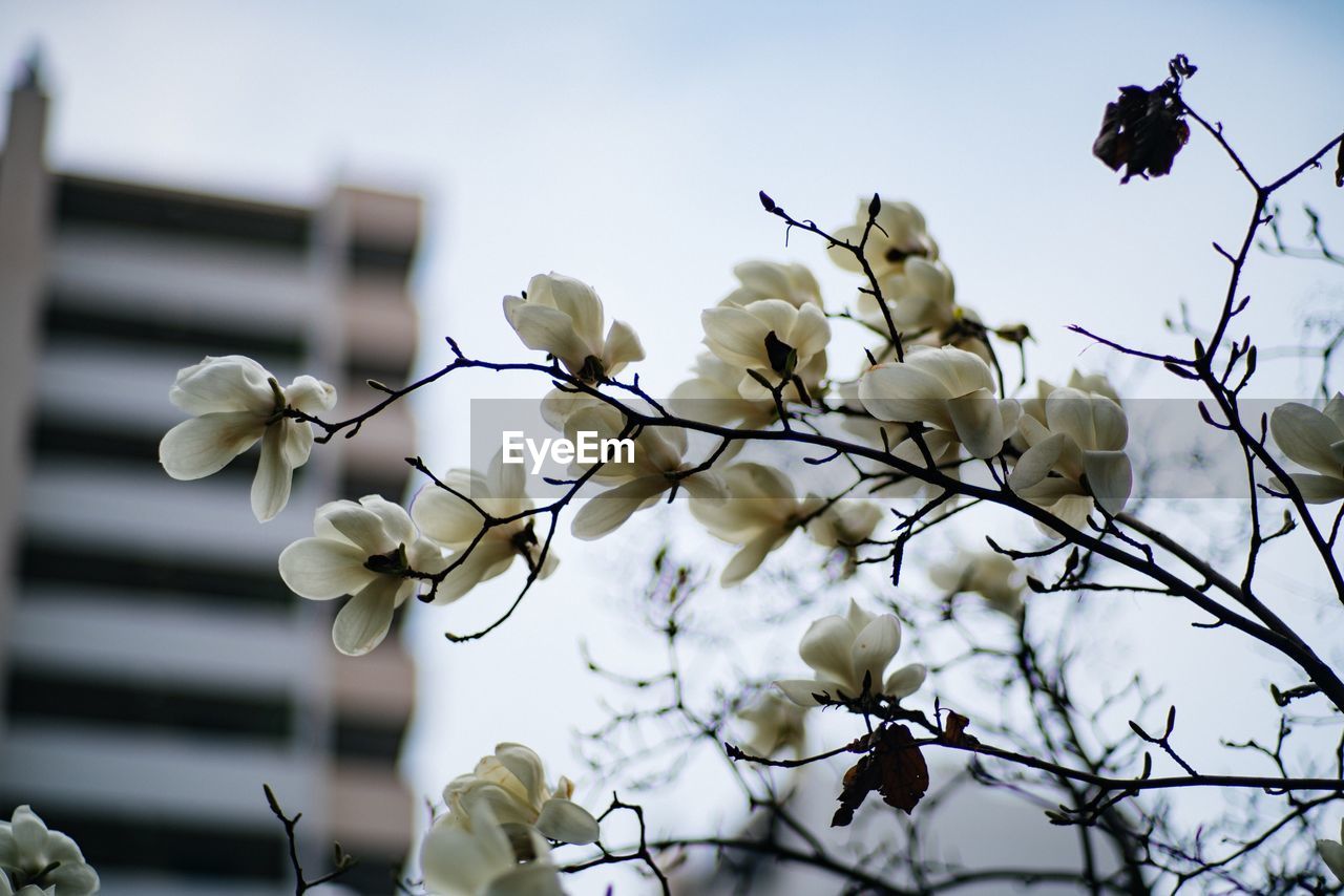 Low angle view of flowers growing on tree against sky