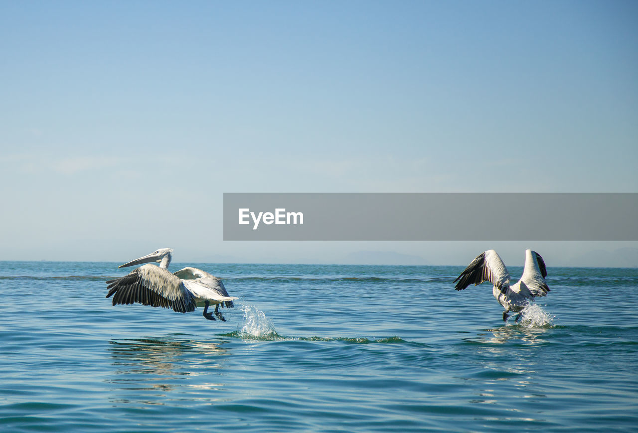 Two pelicans flying over water