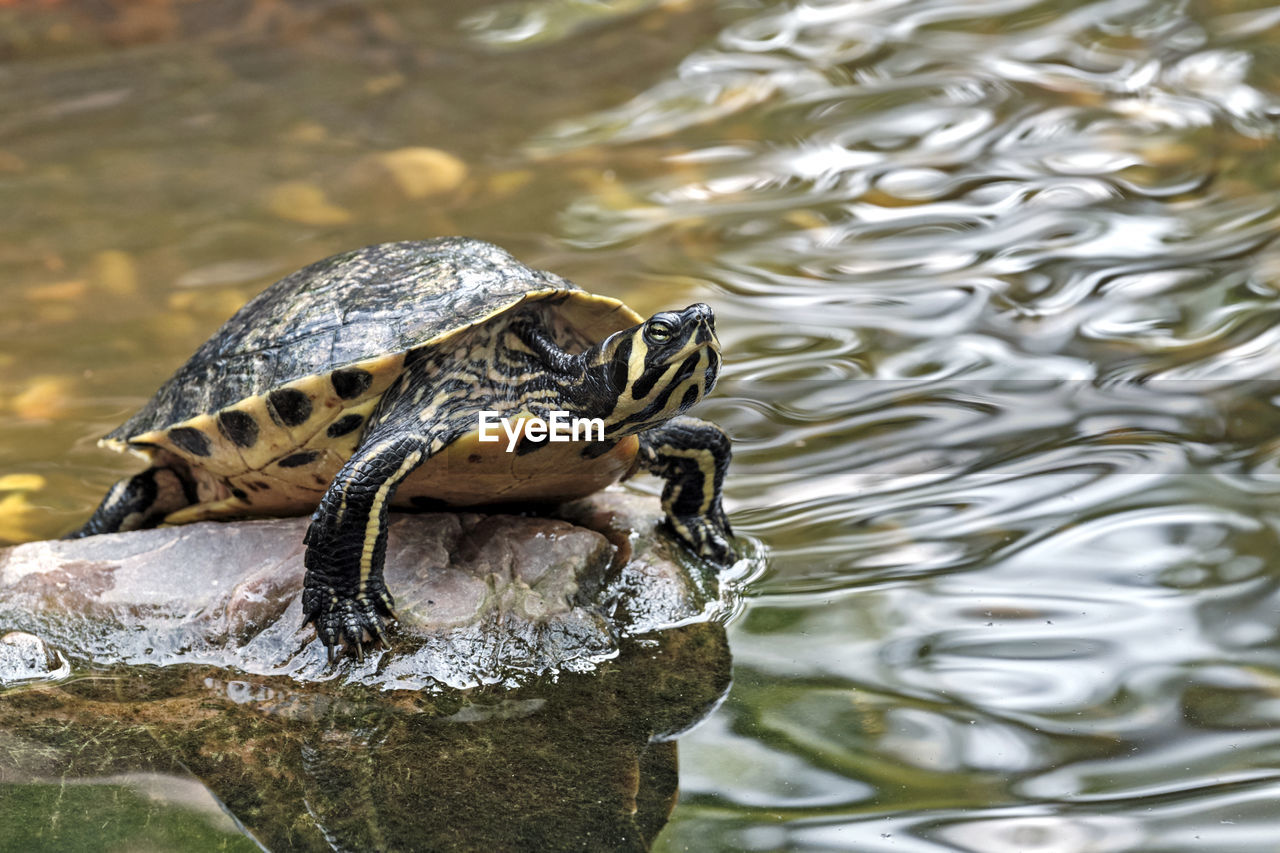 CLOSE-UP OF TURTLE IN SWIMMING